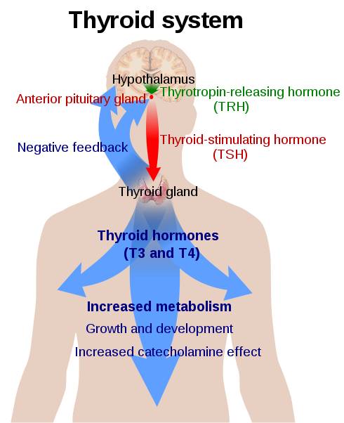 Schilddrüsen-Regelsystem aus Hypophyse, Hypothalamus, TRH, TSH, T4, T3 & Co.