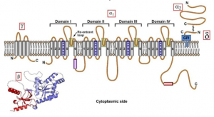 Schematische Darstellung der VGCC-Molekülstruktur und der Membrantopologie.