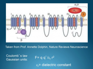 M. Pall zu den Grundlagen der VGCC-Aktivierung und der nötigen Leistungen.