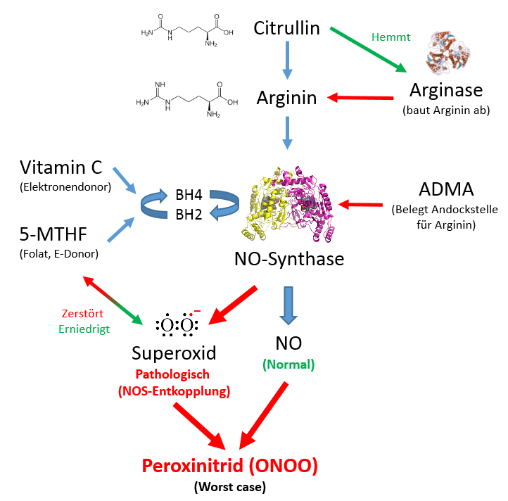 eNOS/iNOS Expression und Folge-Reaktionen in Bezug auf OO und ONOO (Peroxinitrid)