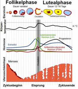 Menstruations-Zyklus mit Verlauf Progesteron, Östradiol, LH und FSH.
