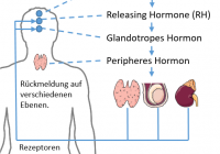 Hierarchie der Hormonregulation.