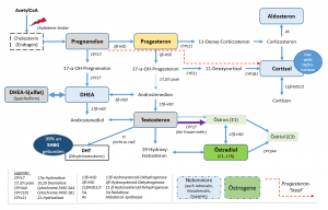 Das Steroid-Hormonsystem (inkl. Enzyme). Anm.: Blaue Kästen sind Hormone die von der Nebenniere gebildet werden.