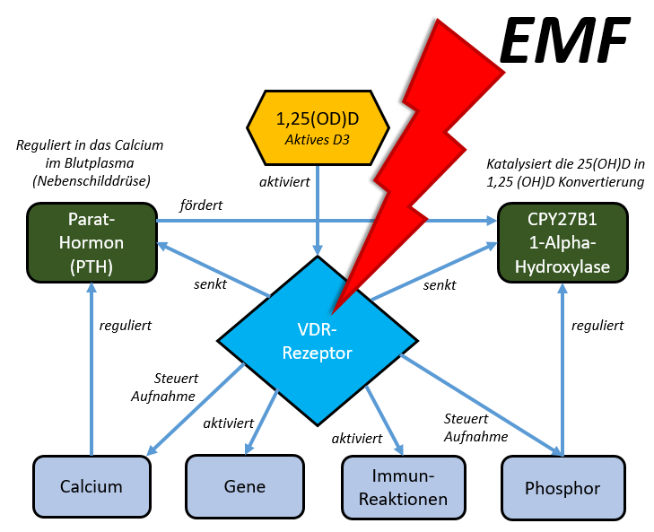 Der Vitamin-D Rezeptor (VDR) und seine Funktionen - durch WLAN-EMF wohl mal eben aktiviert oder auch nicht - was kann da schon schief gehen....