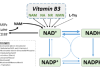 Vitamin B3, seine Formen und primären Verwendungen im Kontext NAD(H) und NADP(H). Bild: H.C.