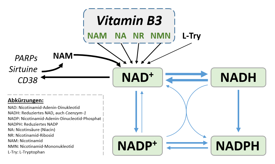 Vitamin B3, seine Formen und primären Verwendungen im Kontext NAD(H) und NADP(H). Bild: H.C.