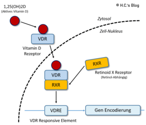 Zusammenspiel vom aktiven 1,25(OH)D Vitamin D mit dem VDR und RXR-Rezeptor für die Gen-Encodierung.