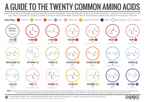 20 Aminosäuren (also worin sich der Oberbegriff Protein unterteilt)