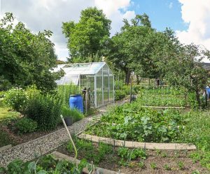 Garten-Update Ende Juni - Beeren, Kirschen, Gemüse & Co.