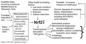 NRF2 Stimulierende Faktoren