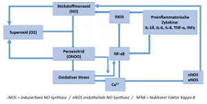 Teufelskreislauf der NO-Synthase Entgleisung mit folgender Bildung von Peroxinitrid (ONOO)