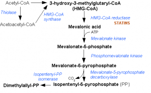 Mevalonsäureweg (Wie aus AcetylCoA Cholesterin, Steroid-Hormone ,Q10 & Co. werden)