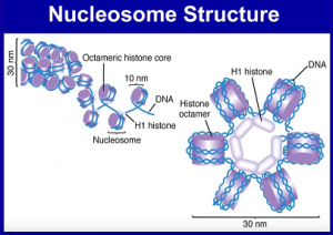 Nukleosomenstruktur - Antennencharacteristika
