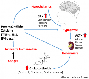 Zytokin induzierter Cortisolanstieg - der mittelfristig zur Nebennierenerschöpfung führen kann.