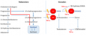 TNF-α (Zytokin) induzierter Cortisolanstieg (Progesteron-'Steal') mit Erniedrigung von DHEA, Testosteron und weiteren Steroid-Hormonen.