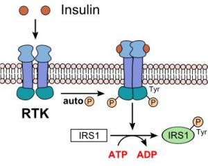 Insulin-Rezeptor 