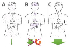 Die verschiedenen Formen der Quecksilber (Amalgam) und Schwermetall-Ausleitung: A) Gar nichts machen, B) Staub aufwirbeln und schön in Gehirn + Organe verteilen, C) effektiv binden & ausleiten