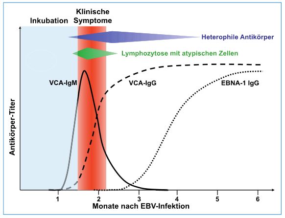 Sind Arginin & Citrullin sicher - oder kann eine Supplementierung auch