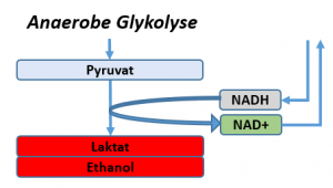 Ohne Sauerstoff (Anaerobe Glykolyse) wird Pyruvat zu Laktat und dann Ethanol fermentiert. Dabei wird NAD+ zu NADH regeneriert, wobei sich der Vorrat an NAD+ in der Zelle aber erschöpfen kann. Kurzzeitig (u.a. Muskeln) ist das ‚voll o.k.‘. chronisch (u.a. Tumor-Gewebe) ist dies jedoch problematisch.