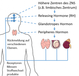 Hormonsystem Teil 2 Das Hypothalamus Hypophysen System Etwas Zur Pille Schilddruse H C S Blog