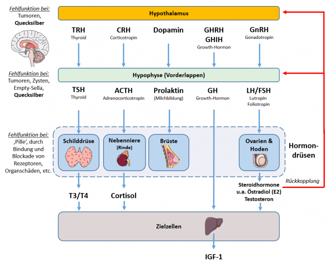 Hormonsystem Teil 2 Das HypothalamusHypophysenSystem & etwas zur