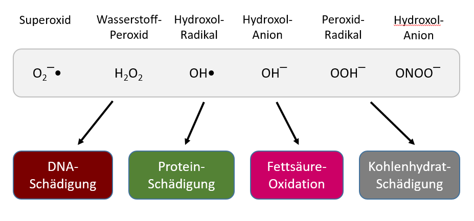 Was Ist Der Unterschied Zwischen Superoxid Und Hyperoxide? – BKZXTZ
