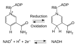 NAD+ / NADH - Redox-Reaktion