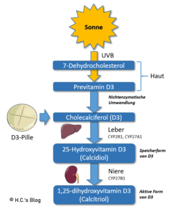 Vitamin D(3)-Metabolismus visualisiert.