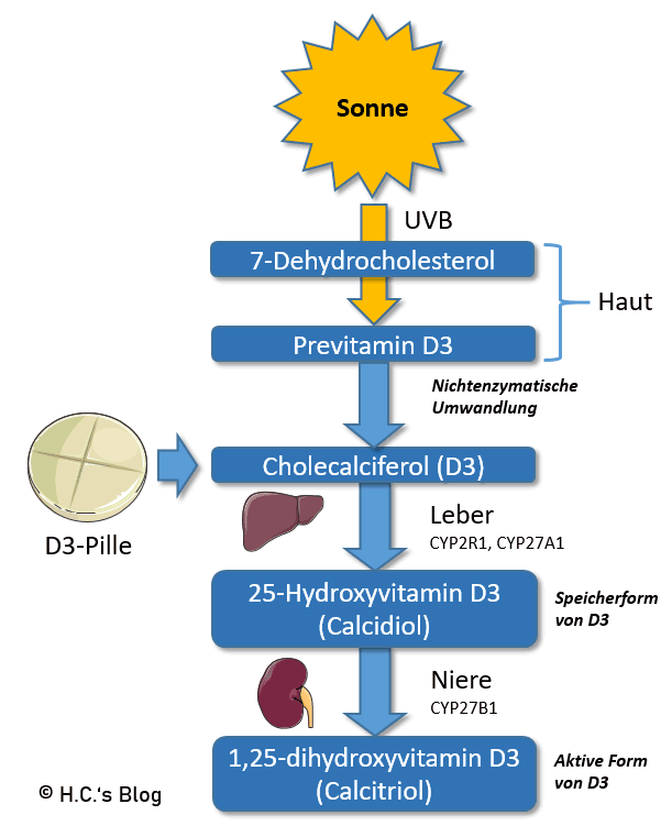 Vitamin D3 Teil 1: Calcium-Stoffwechsel & Gen-Expression ...