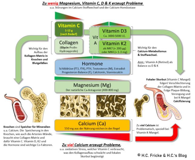 Vitamin A, C, D3, K2 und Calcium Das synergistische Bild von