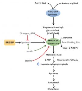 Cholesterin-Synthese einfach erklärt.