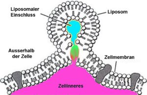 Beispiel für die Abgabe der liposomen Nutzlast in die Zelle.