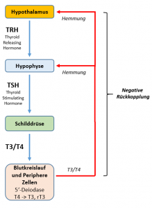 (Vereinfachtes) Beispiel wie die Schilddrüsen-Regulierung über den Hypothalamus (TRH) , die Hypophyse (TSH) & Rück-Kopplung aus den aktiven Hormonen T3/T4 geschieht.