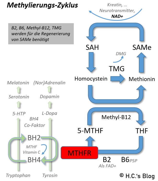 Die 7 häufigsten GenPolymorphismen (SNP's) nach Ben Lynch MTHFR, COMT