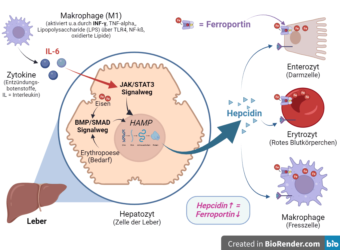 EisenUpdate Teil 2 EisenMangelAnämie bei hohem Ferritin (Serum
